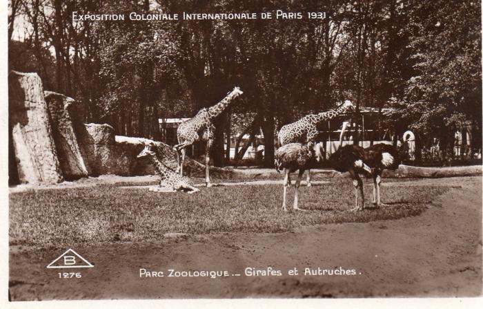 Girafes et Autruches