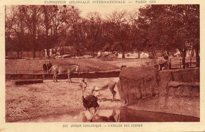 L'Enclos des Zèbres - 1931