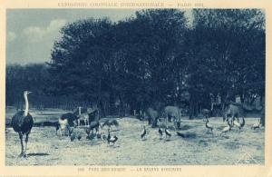 La Savane africaine