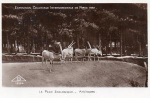 Antilopes