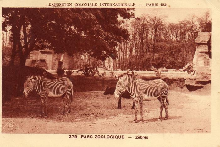 Zèbres
