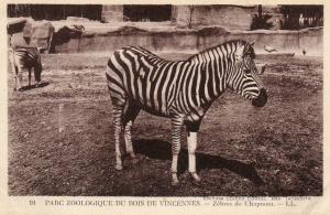 Zèbres de Chapman