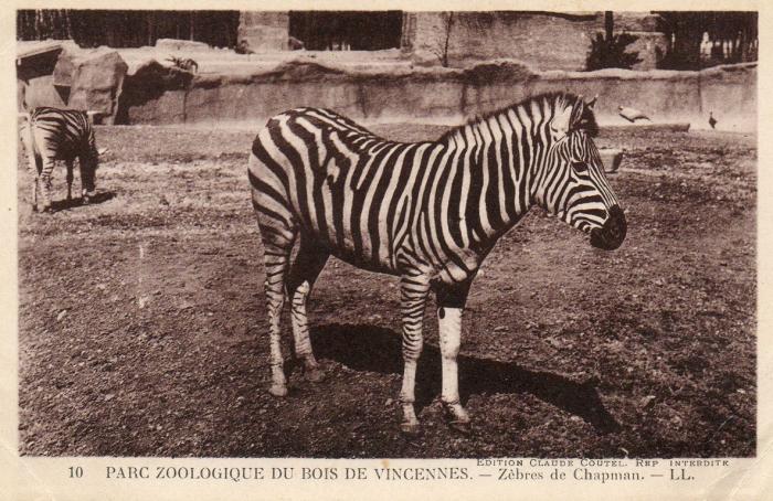 Zèbres de Chapman