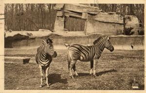 Couple de Zébres de Chapman - 1934