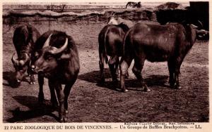 Un Groupe de Buffles Brachycères