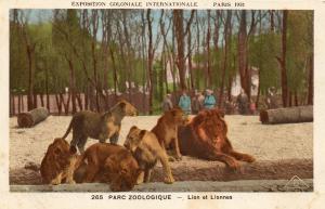Lion et Lionnes