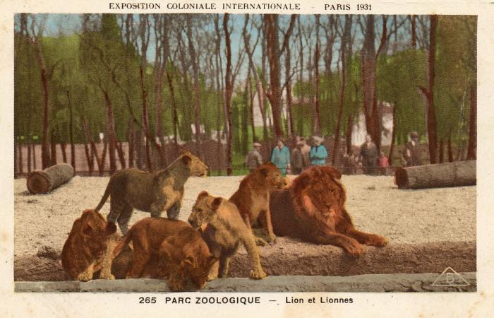 Lion et Lionnes