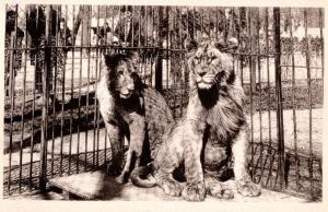 Un Jeune Couple de Lions "Dinah" et "Antoun" - 1935