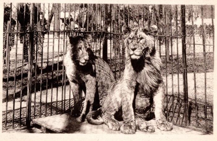 Un Jeune Couple de Lions "Dinah" et "Antoun" - 1935