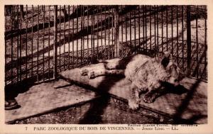 Jeune Lion