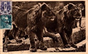 Lions au bord du Fossé
