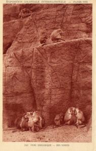 Des singes - 1931