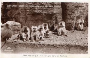 Les Singes dans les Rochers