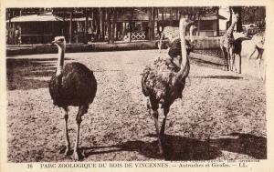 Autruches et Girafes