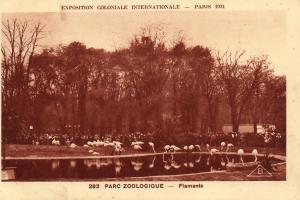 Flamants