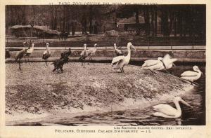 Pélicans, Cigognes Calaos d'Abyssinie