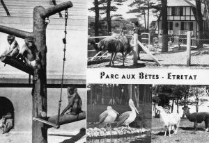 Babouins - L'Emeu apprivoisé - Pélicans - Lamas