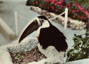 Le Toucan - 1964