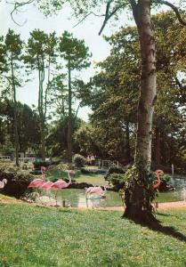 Les flamants roses - 1966