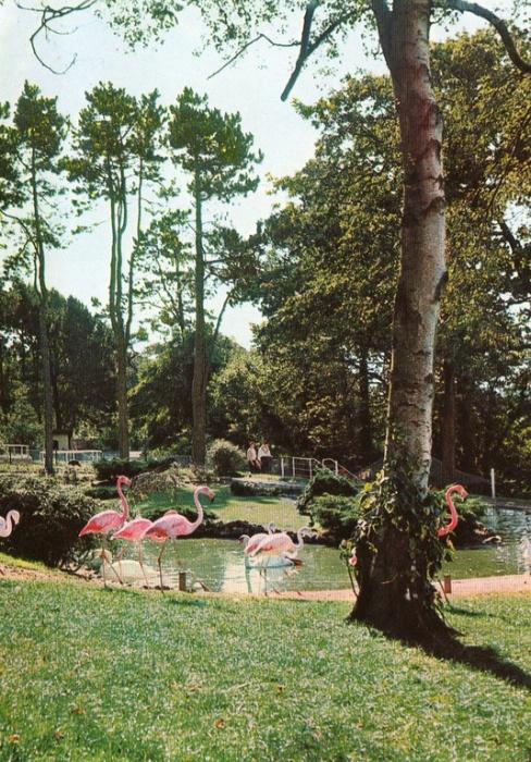 Les flamants roses - 1966