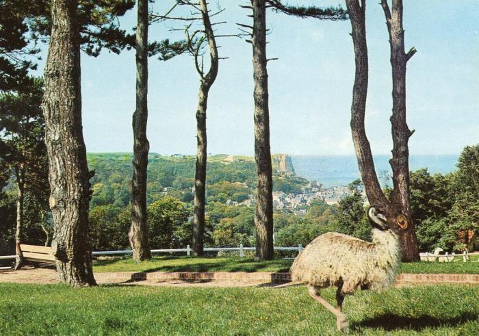 L'Emeu apprivoisé - 1966