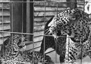 Les Panthères du Zoo - 1988