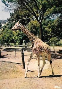 La Girafe