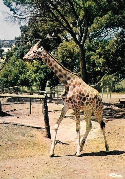 La Girafe