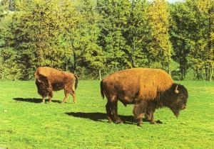 Bisons
