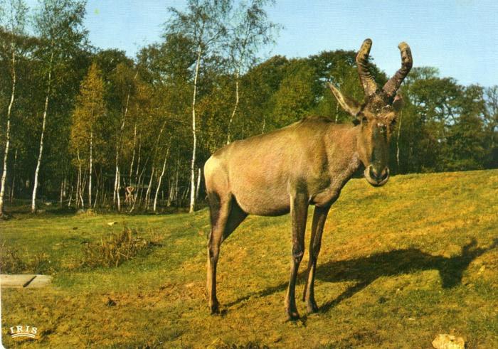 Bubale du Parc