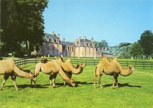 Chameaux