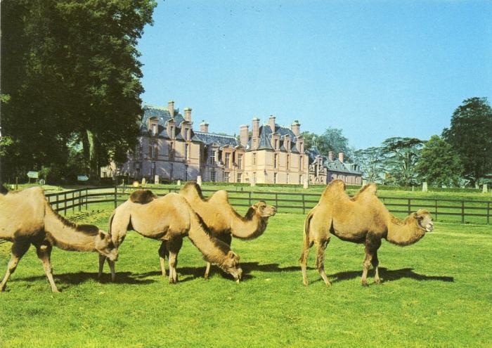 Chameaux