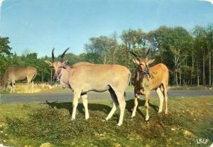 Eland du Cap - 1970