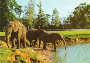 Eléphants au bain