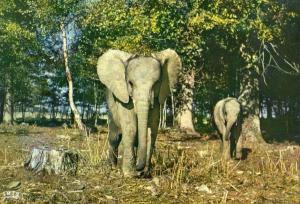 Eléphants
