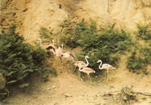 Flamants roses en liberté - 1976