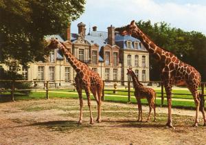 Girafe reticulée et son petit né à Thoiry