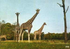 Girafes en liberté dans la Réserve Africaine - 1987