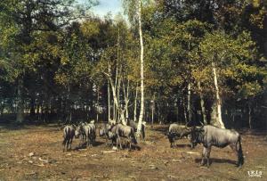 Gnous bleus - 1969