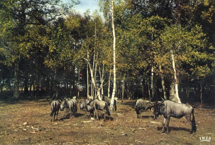 Gnous bleus - 1969