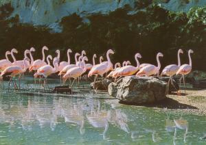 Groupe de Flamants