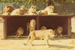 Groupe de Lions en liberté dans le Réserve Africaine - 1976
