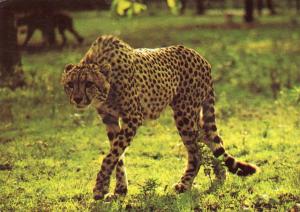 Guépard en liberté dans le Parc zoologique - 1974
