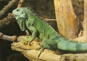 Iguane