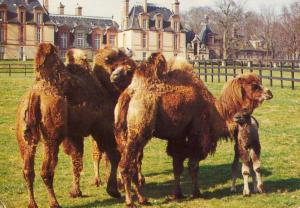 Les mamans et leurs bébés Chameaux et vue du Château