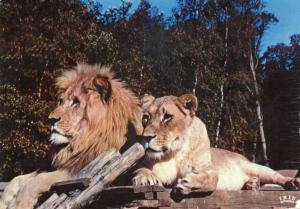 Lion et lionne en liberté - 1975