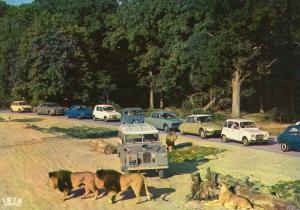 Lions en liberté dans le Réserve Africaine - 1970