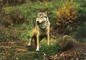 Loup du Canada