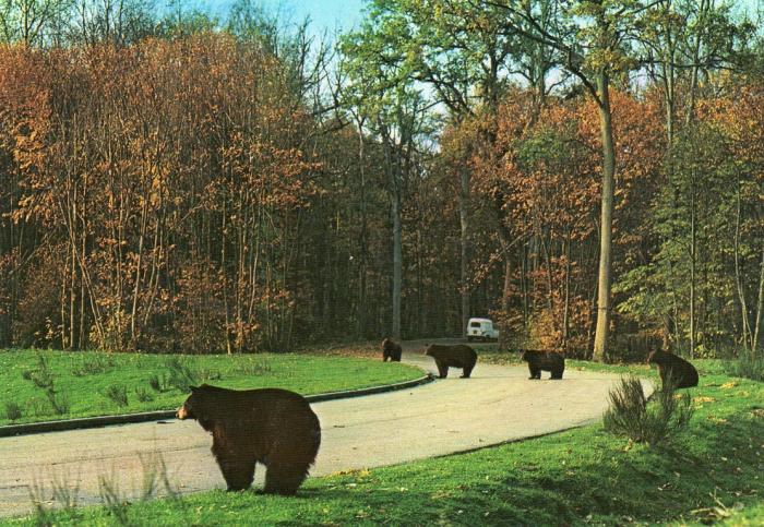 Ours en liberté - 1977