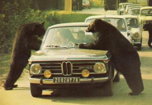 Ours en liberté dans la Réserve Africaine - 1979